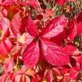 Red virginia creeper, A Walk Around Thornham, and Jacqui Dankworth, Bungay, Suffolk - 6th October 2013