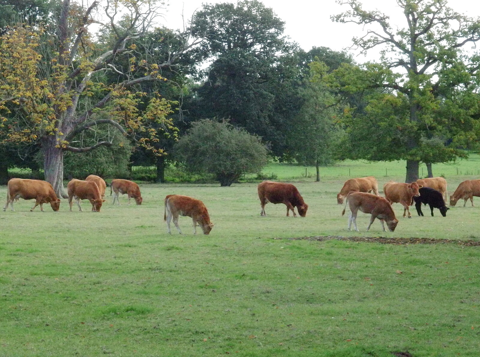 A pastoral scene of cows from A Walk Around Thornham, and Jacqui Dankworth, Bungay, Suffolk - 6th October 2013