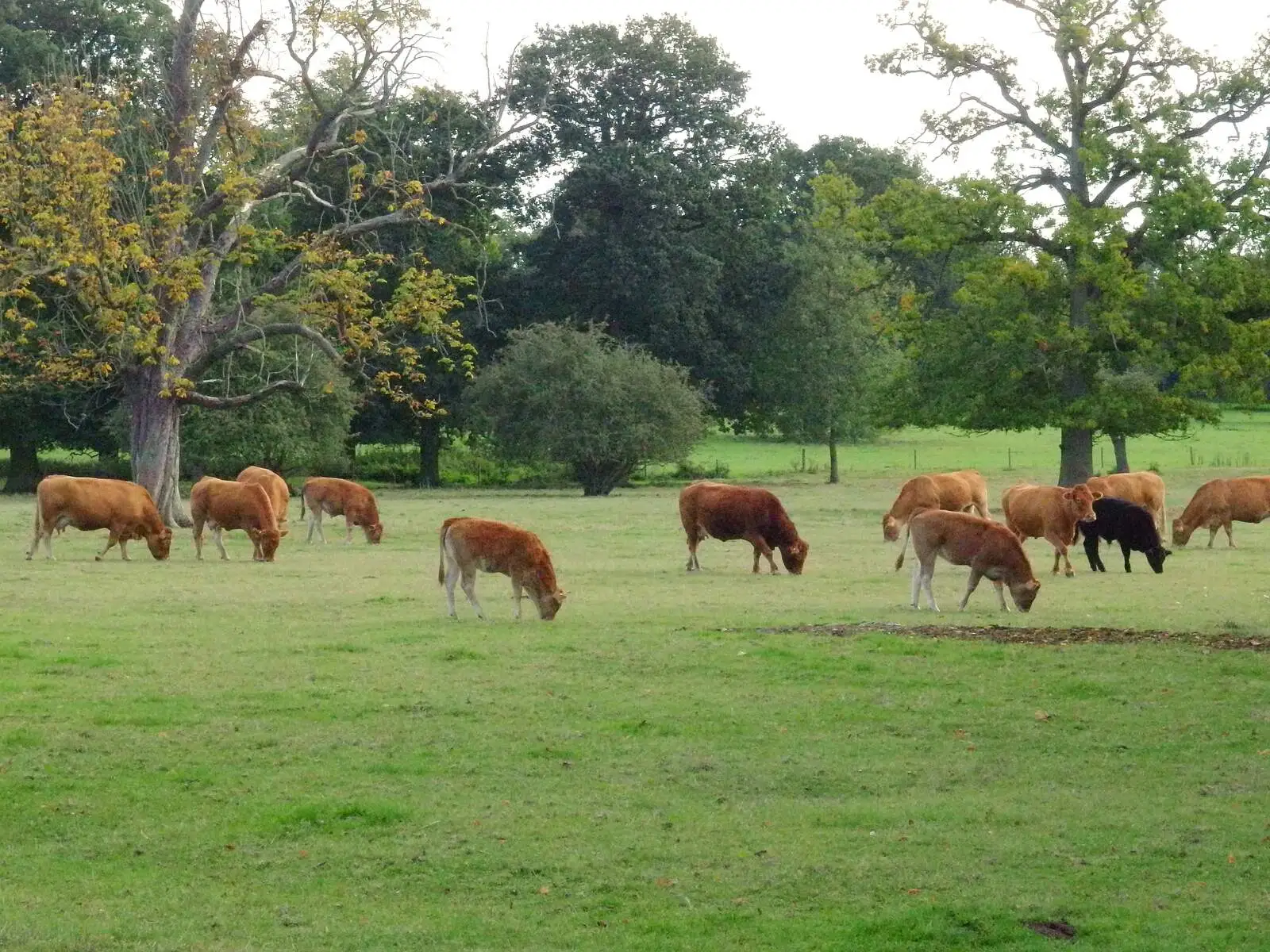 A pastoral scene of cows, from A Walk Around Thornham, and Jacqui Dankworth, Bungay, Suffolk - 6th October 2013