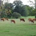 A pastoral scene of cows, A Walk Around Thornham, and Jacqui Dankworth, Bungay, Suffolk - 6th October 2013