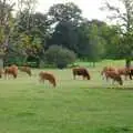 A pastoral scene of cows, A Walk Around Thornham, and Jacqui Dankworth, Bungay, Suffolk - 6th October 2013