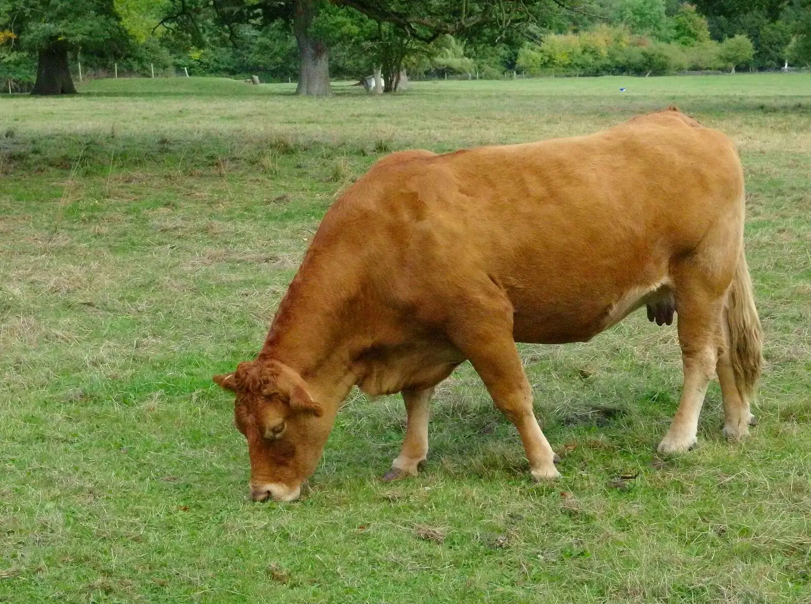 A cow munches grass, from A Walk Around Thornham, and Jacqui Dankworth, Bungay, Suffolk - 6th October 2013