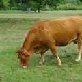 A cow munches grass, A Walk Around Thornham, and Jacqui Dankworth, Bungay, Suffolk - 6th October 2013