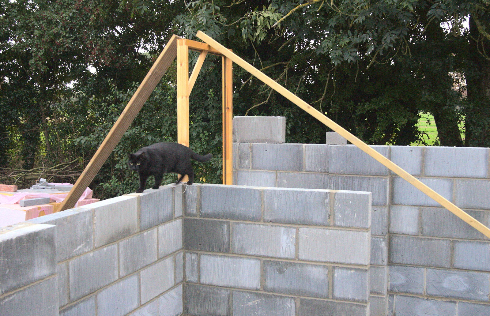 Millie the Mooch walks the walls from A Building Site Update, Brome, Suffolk - 13th October 2013