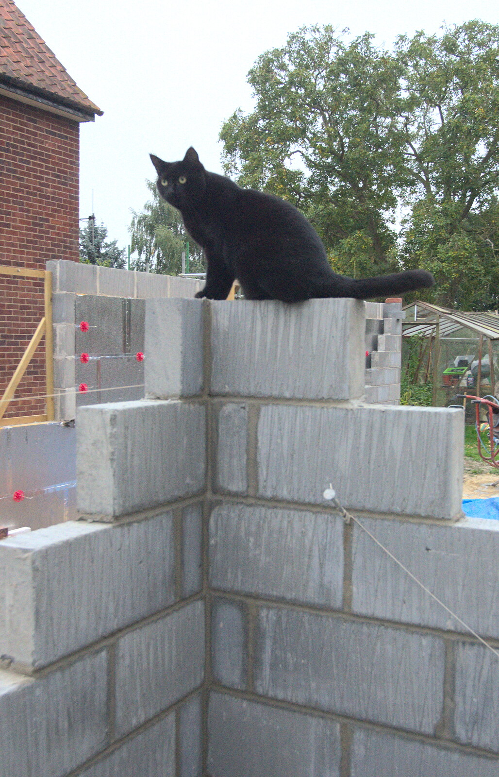 Millie perches on breeze blocks from A Building Site Update, Brome, Suffolk - 13th October 2013