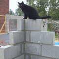 Millie perches on breeze blocks, A Building Site Update, Brome, Suffolk - 13th October 2013