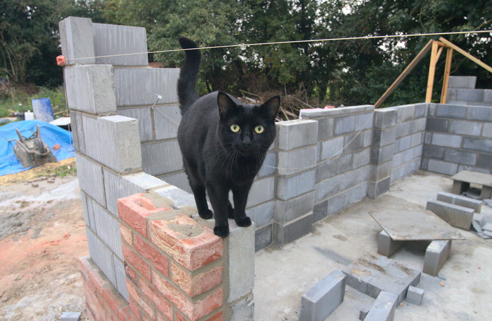 Millie the Mooch from A Building Site Update, Brome, Suffolk - 13th October 2013
