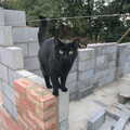 Millie the Mooch, A Building Site Update, Brome, Suffolk - 13th October 2013