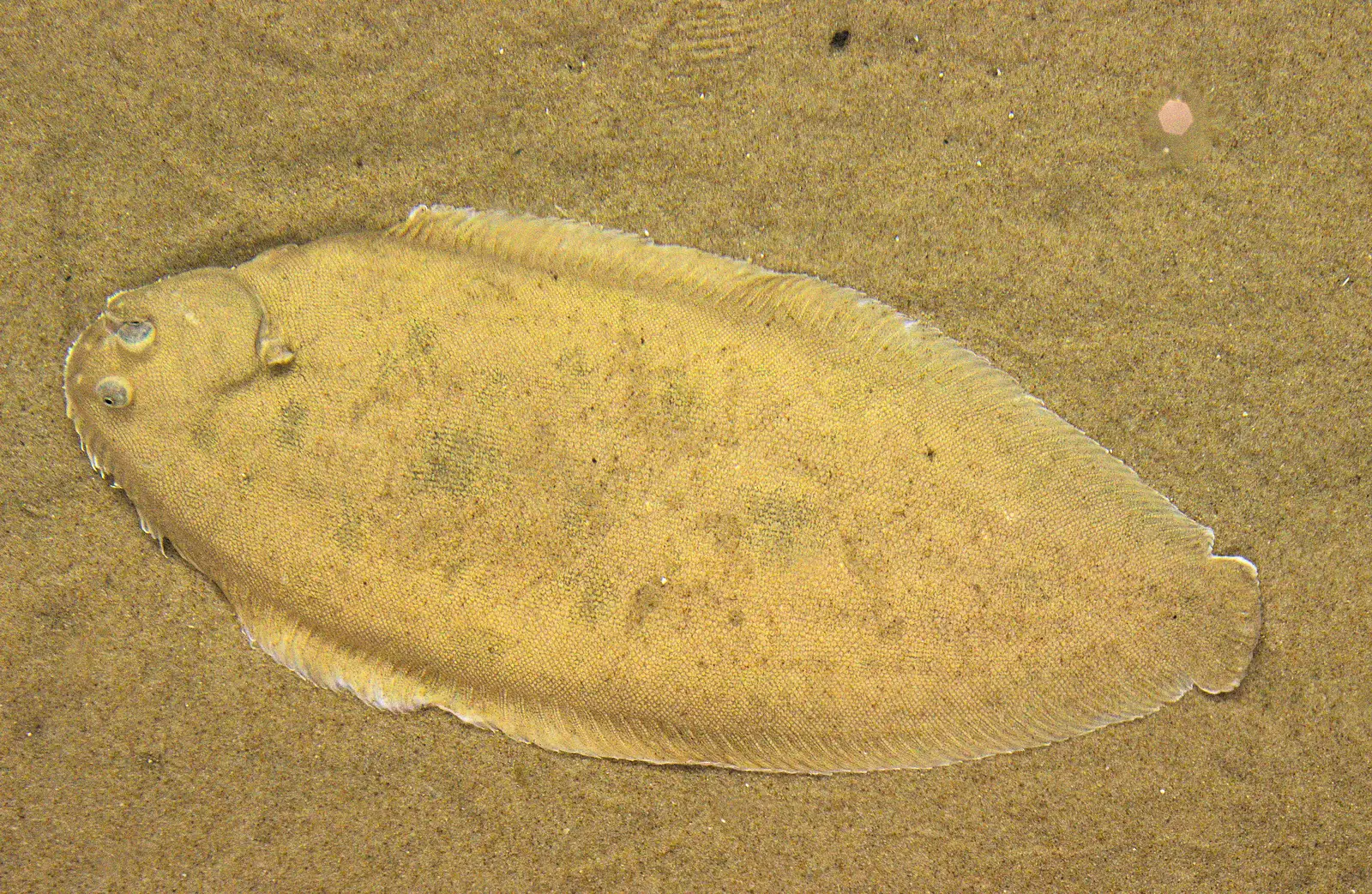 Funky flat fish floundering, from A Few Days in Spreyton, Devon - 26th October 2013