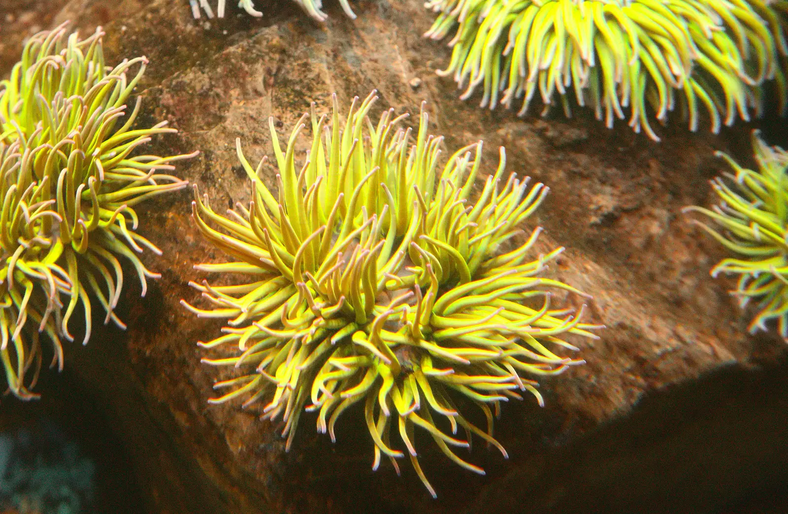 Anemones wave their tentacles around, from A Few Days in Spreyton, Devon - 26th October 2013