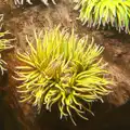 Anemones wave their tentacles around, A Few Days in Spreyton, Devon - 26th October 2013