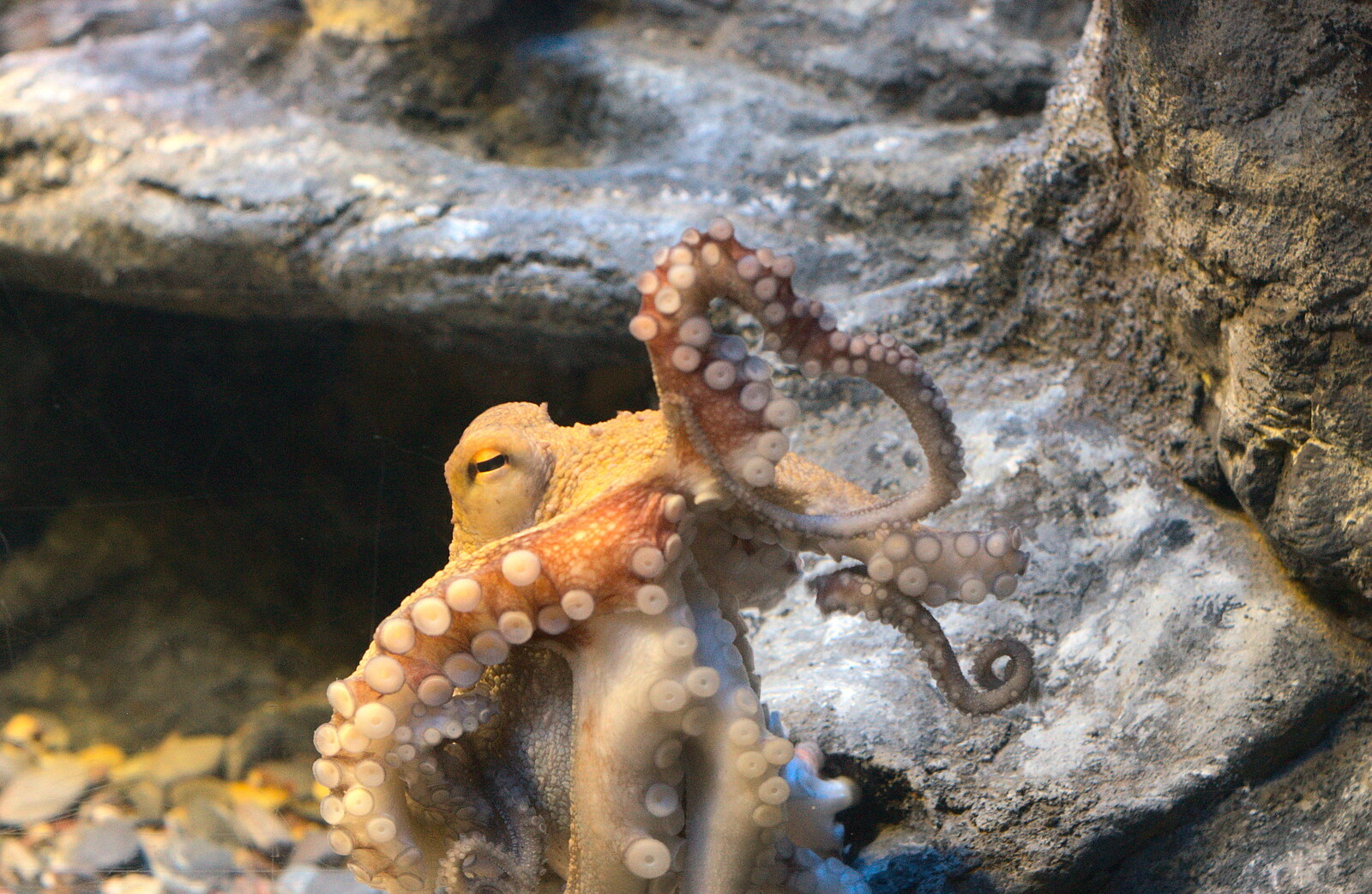 An octopus squirms around from A Few Days in Spreyton, Devon - 26th October 2013