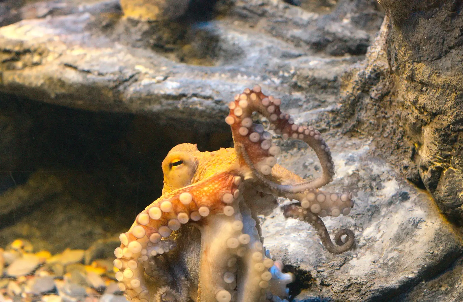 An octopus squirms around, from A Few Days in Spreyton, Devon - 26th October 2013