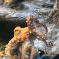 An octopus squirms around, A Few Days in Spreyton, Devon - 26th October 2013