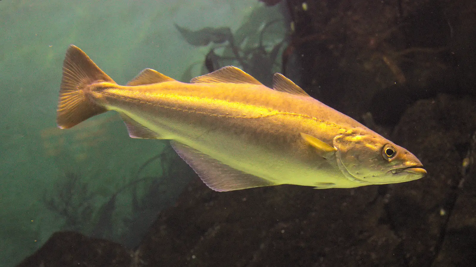 More swimming fish, from A Few Days in Spreyton, Devon - 26th October 2013