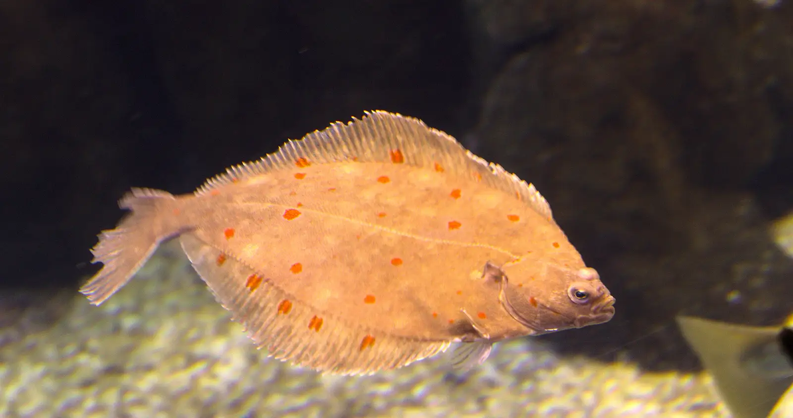 Another spotty flatfish, from A Few Days in Spreyton, Devon - 26th October 2013