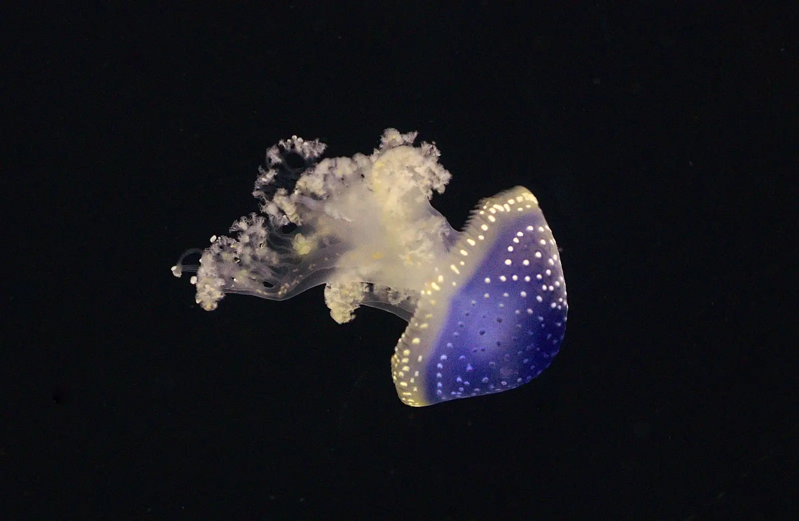 A delicate jellyfish floats about, from A Few Days in Spreyton, Devon - 26th October 2013