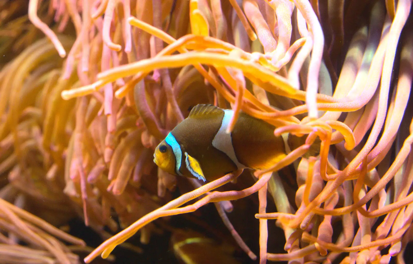 A Clownfish in anemones, from A Few Days in Spreyton, Devon - 26th October 2013