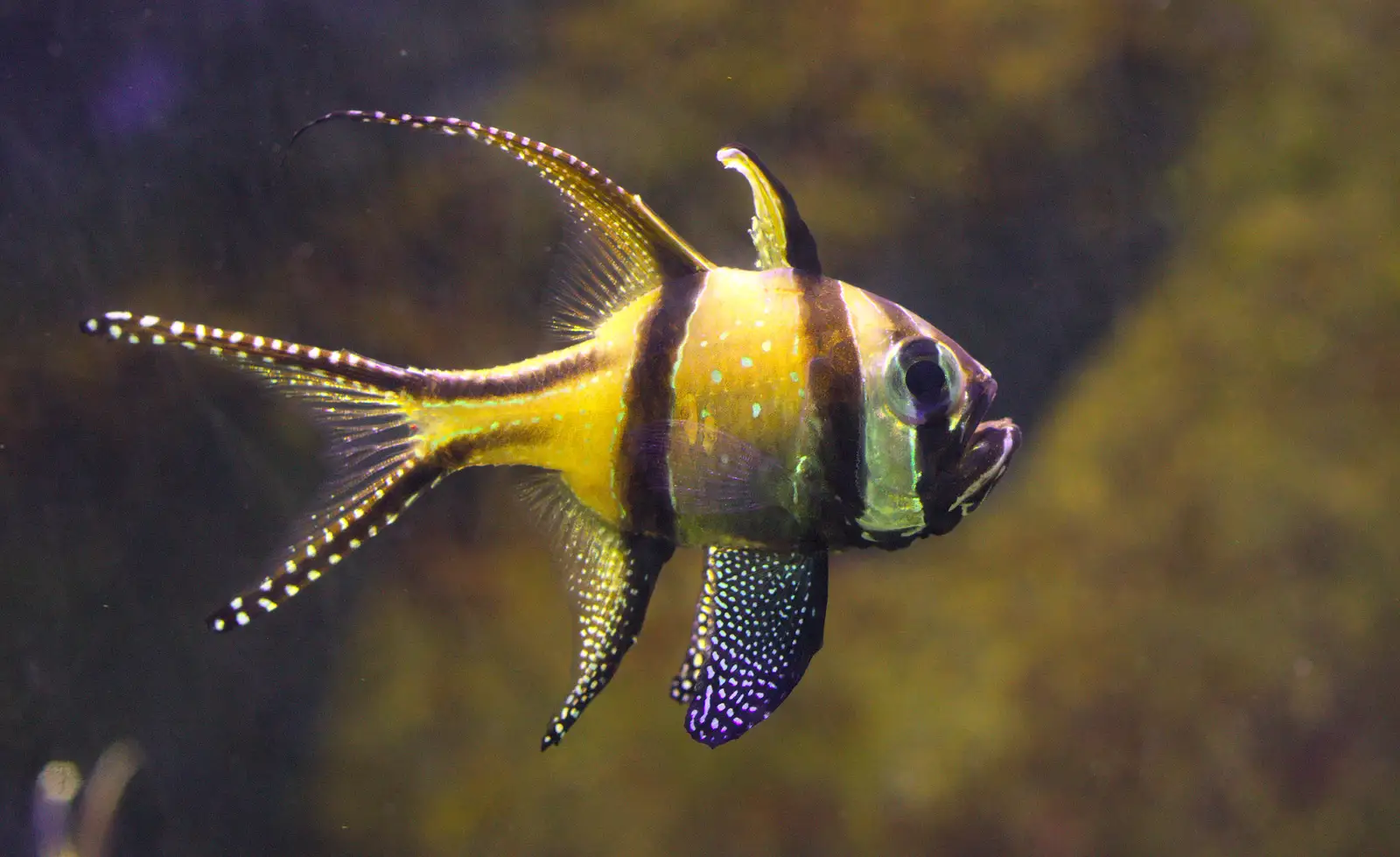 Stripey spiky fish, from A Few Days in Spreyton, Devon - 26th October 2013