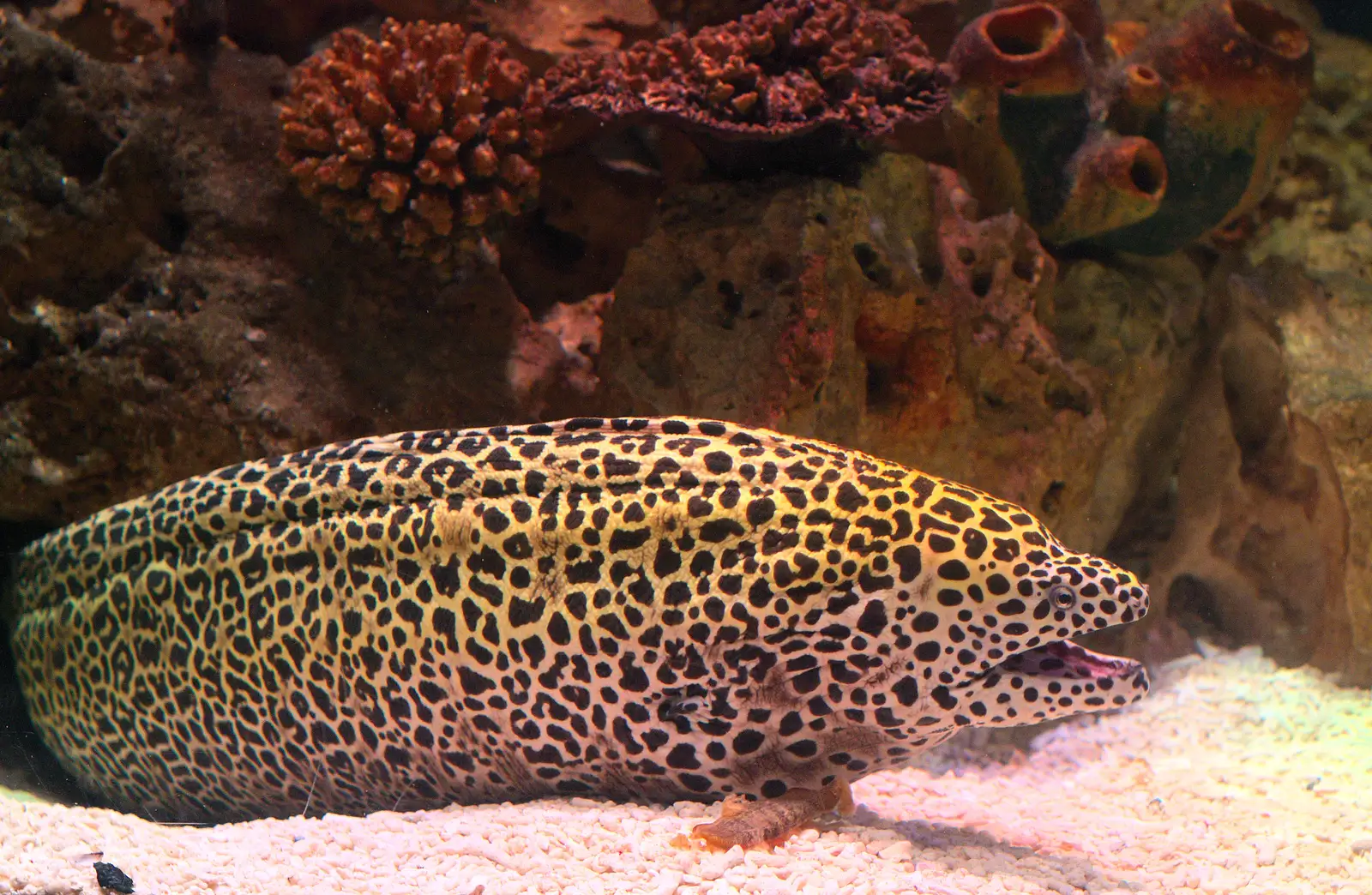 A spotty Moray Eel - Grumpy Fish, from A Few Days in Spreyton, Devon - 26th October 2013