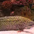 A spotty Moray Eel - Grumpy Fish, A Few Days in Spreyton, Devon - 26th October 2013