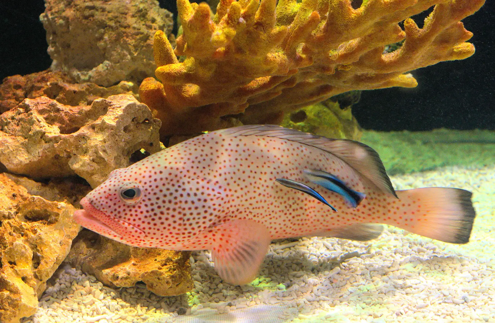 Another very spotty fish, from A Few Days in Spreyton, Devon - 26th October 2013