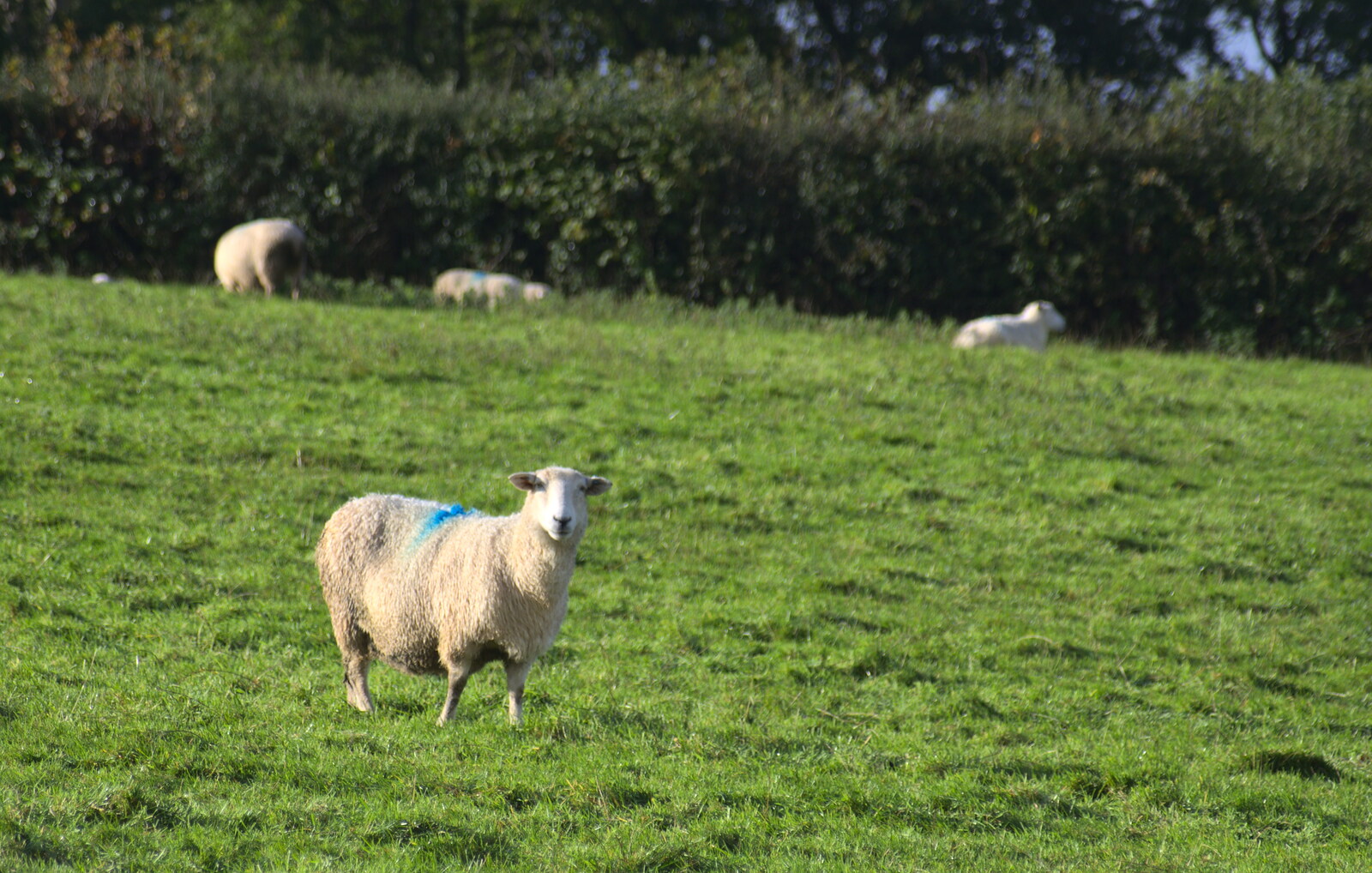 A sheep from A Few Days in Spreyton, Devon - 26th October 2013
