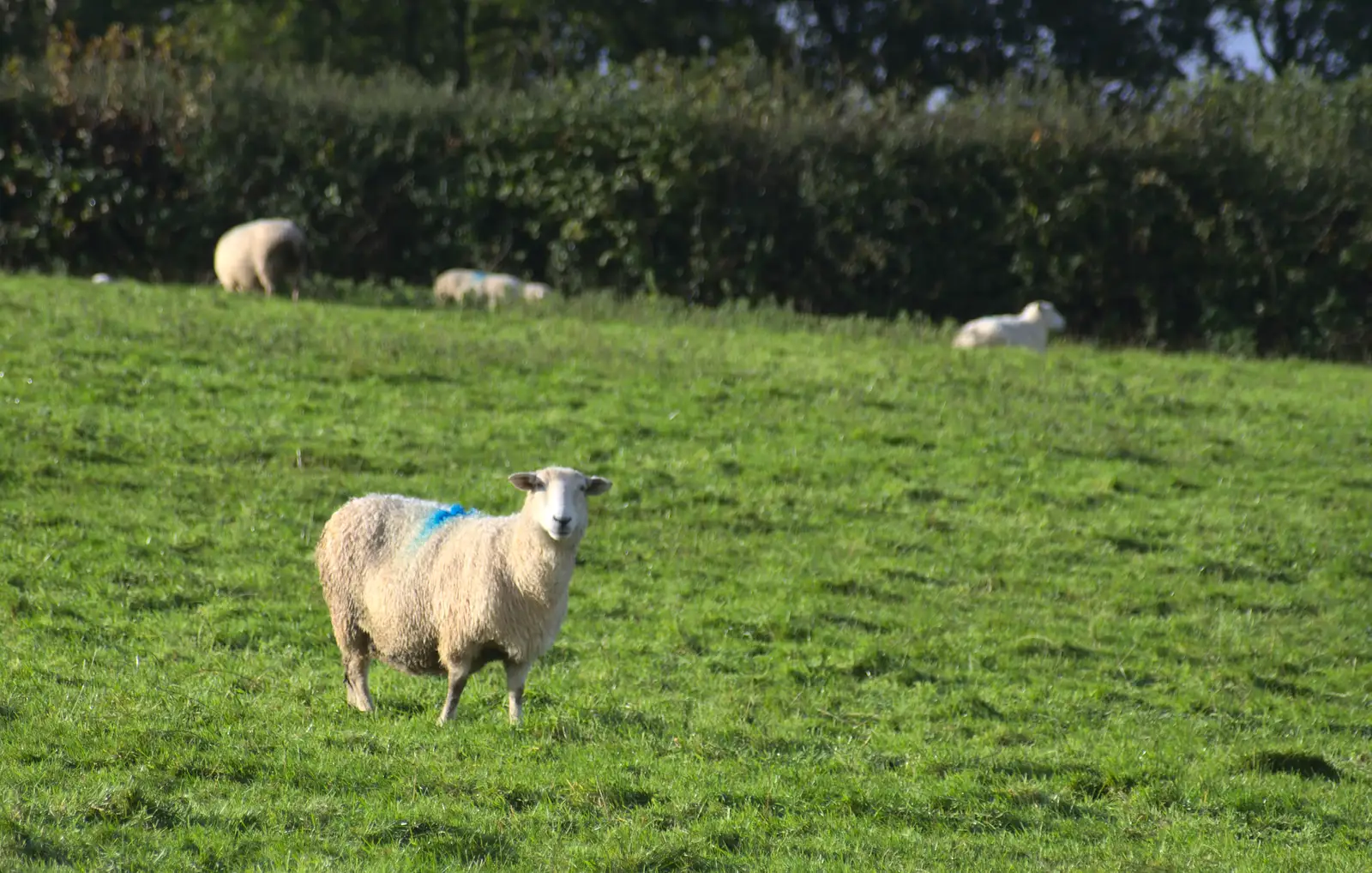 A sheep, from A Few Days in Spreyton, Devon - 26th October 2013