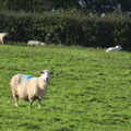 A sheep, A Few Days in Spreyton, Devon - 26th October 2013