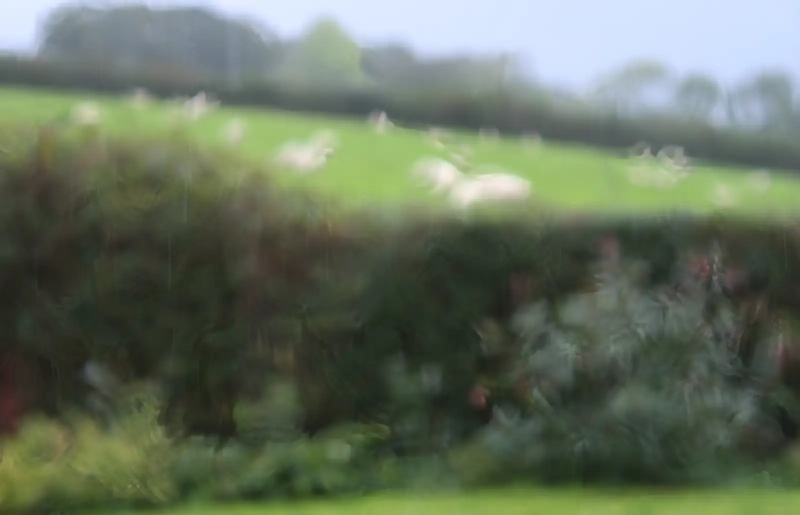 Sheep through a rainy window, from A Few Days in Spreyton, Devon - 26th October 2013