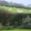 Sheep through a rainy window, A Few Days in Spreyton, Devon - 26th October 2013