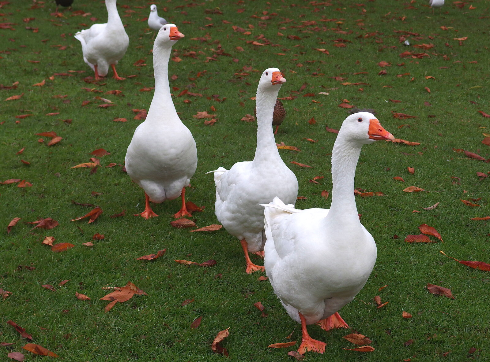 A November Miscellany and Building Progress, Thornham and Brome, Suffolk - 17th November 2013: Some bossy geese roam around in the park