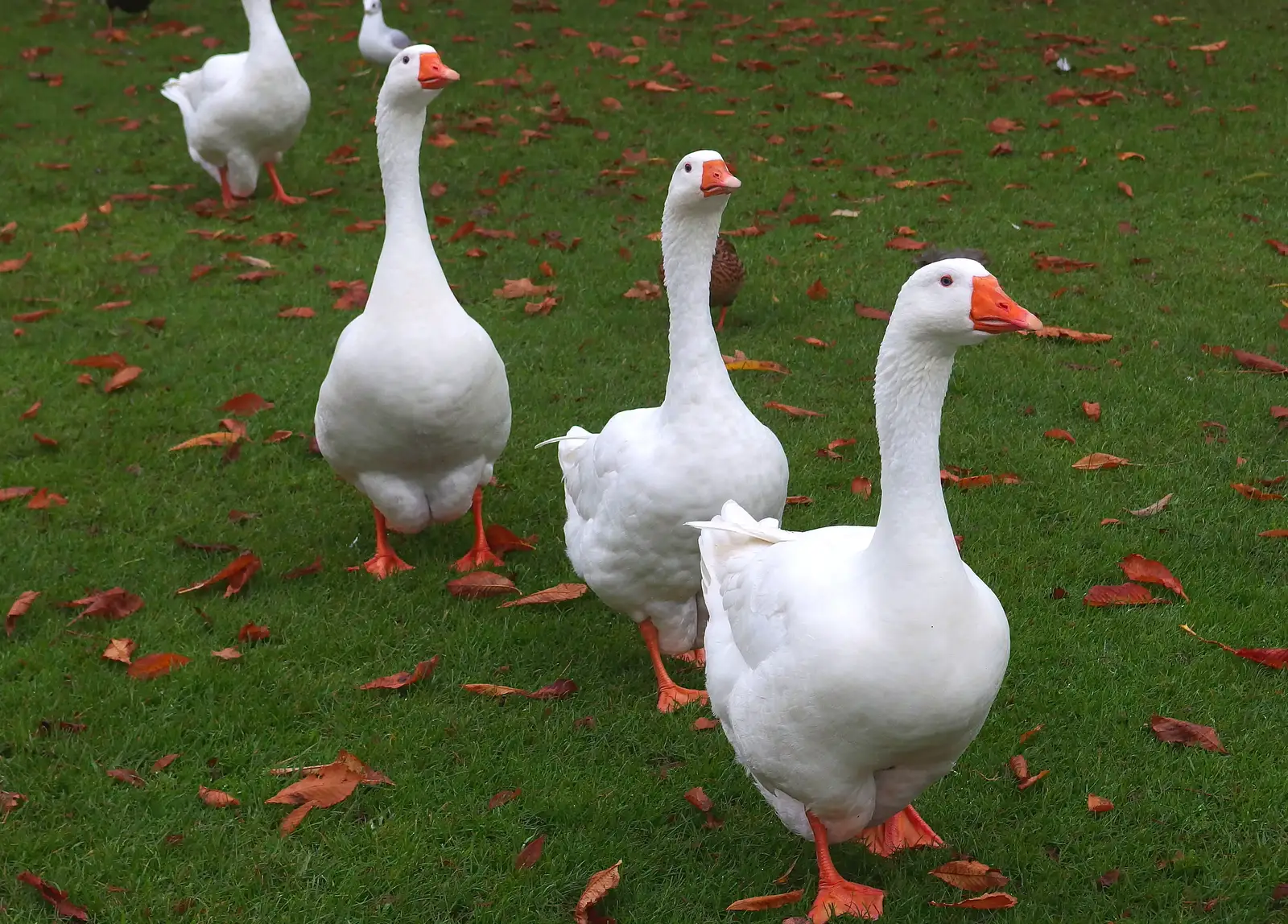 Some bossy geese roam around in the park, from A November Miscellany and Building Progress, Thornham and Brome, Suffolk - 17th November 2013