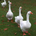 Some bossy geese roam around in the park, A November Miscellany and Building Progress, Thornham and Brome, Suffolk - 17th November 2013