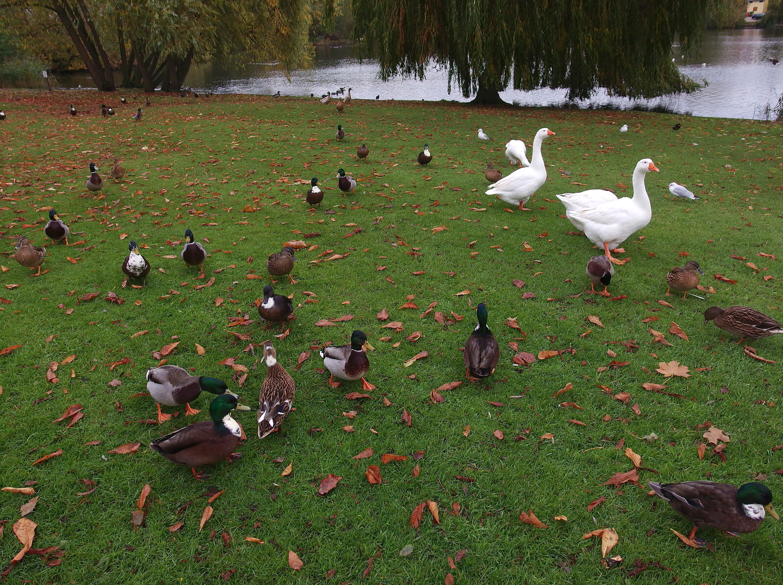 A November Miscellany and Building Progress, Thornham and Brome, Suffolk - 17th November 2013: Ducks and geese in the park
