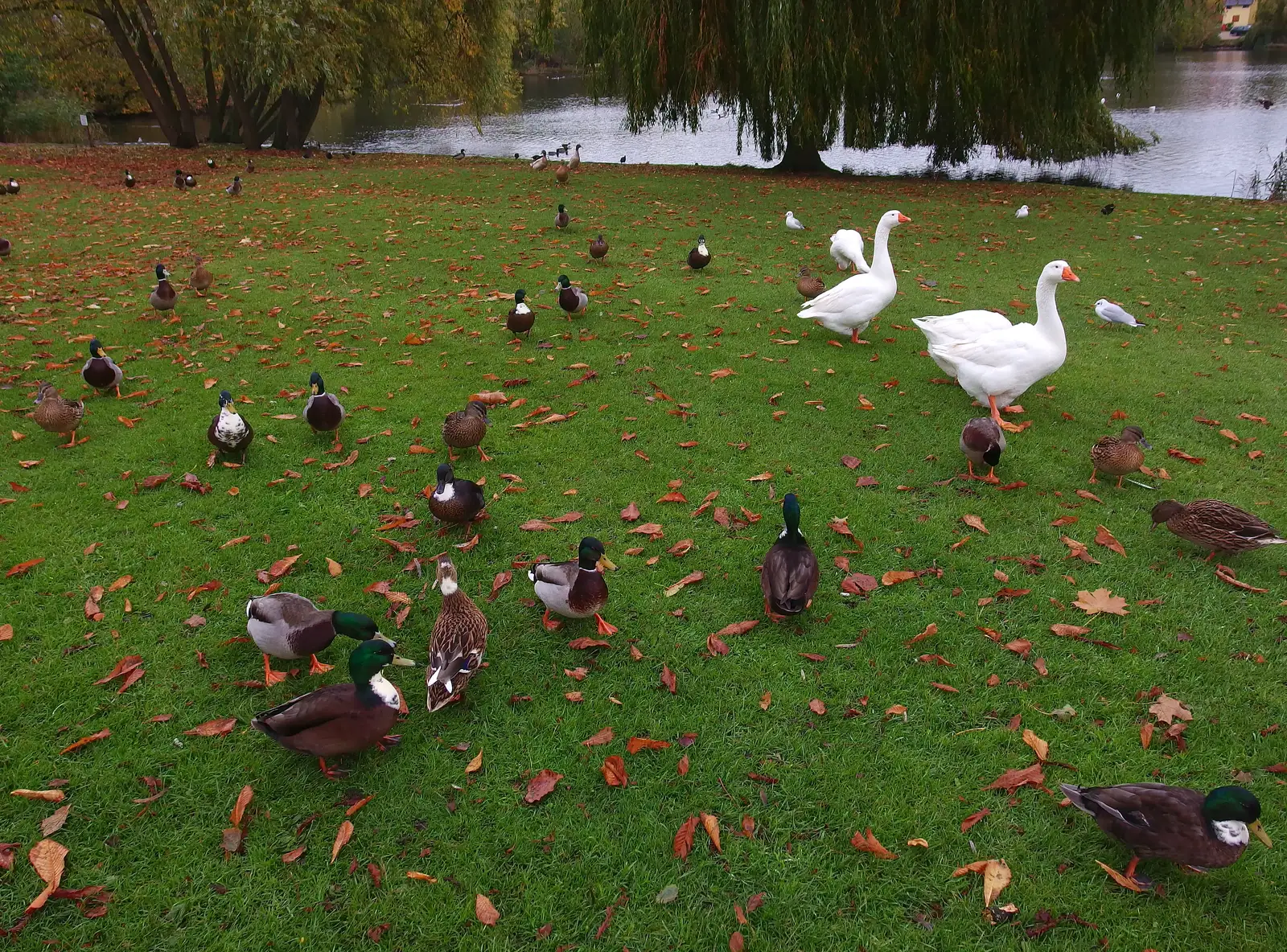 Ducks and geese in the park, from A November Miscellany and Building Progress, Thornham and Brome, Suffolk - 17th November 2013