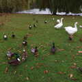 Ducks and geese in the park, A November Miscellany and Building Progress, Thornham and Brome, Suffolk - 17th November 2013