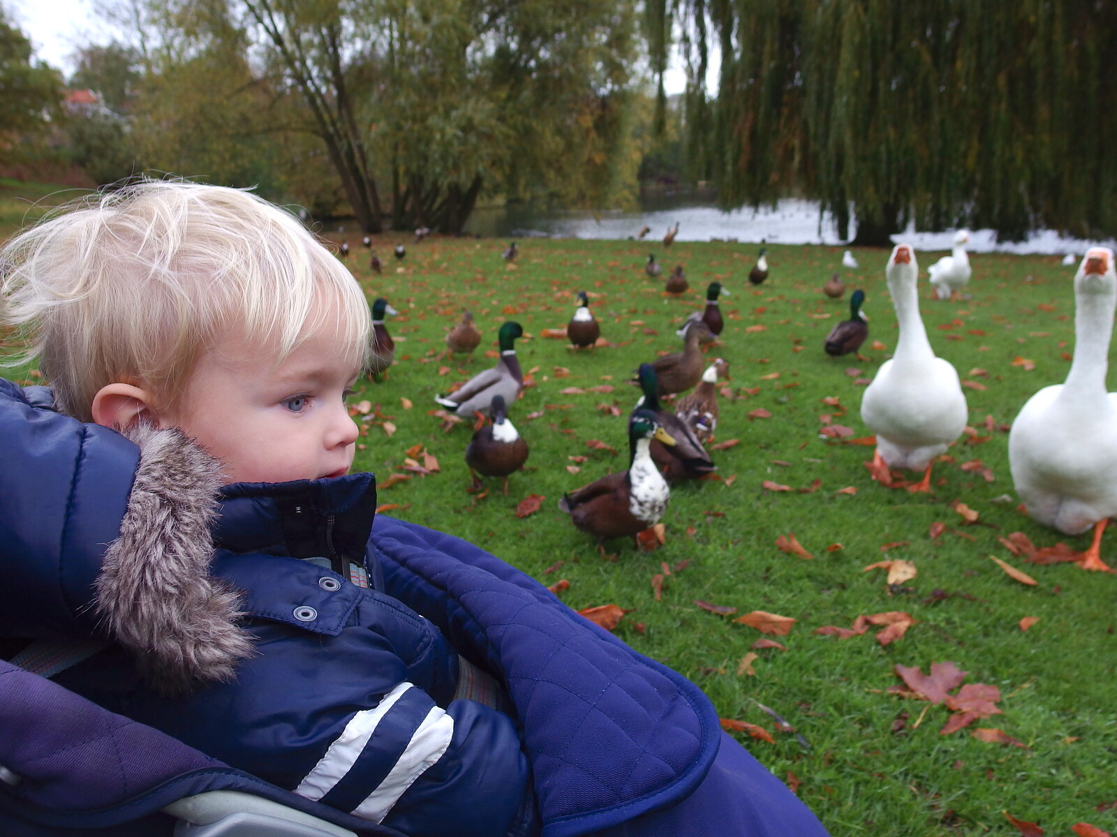 Harry looks at ducks and geese from A November Miscellany and Building Progress, Thornham and Brome, Suffolk - 17th November 2013