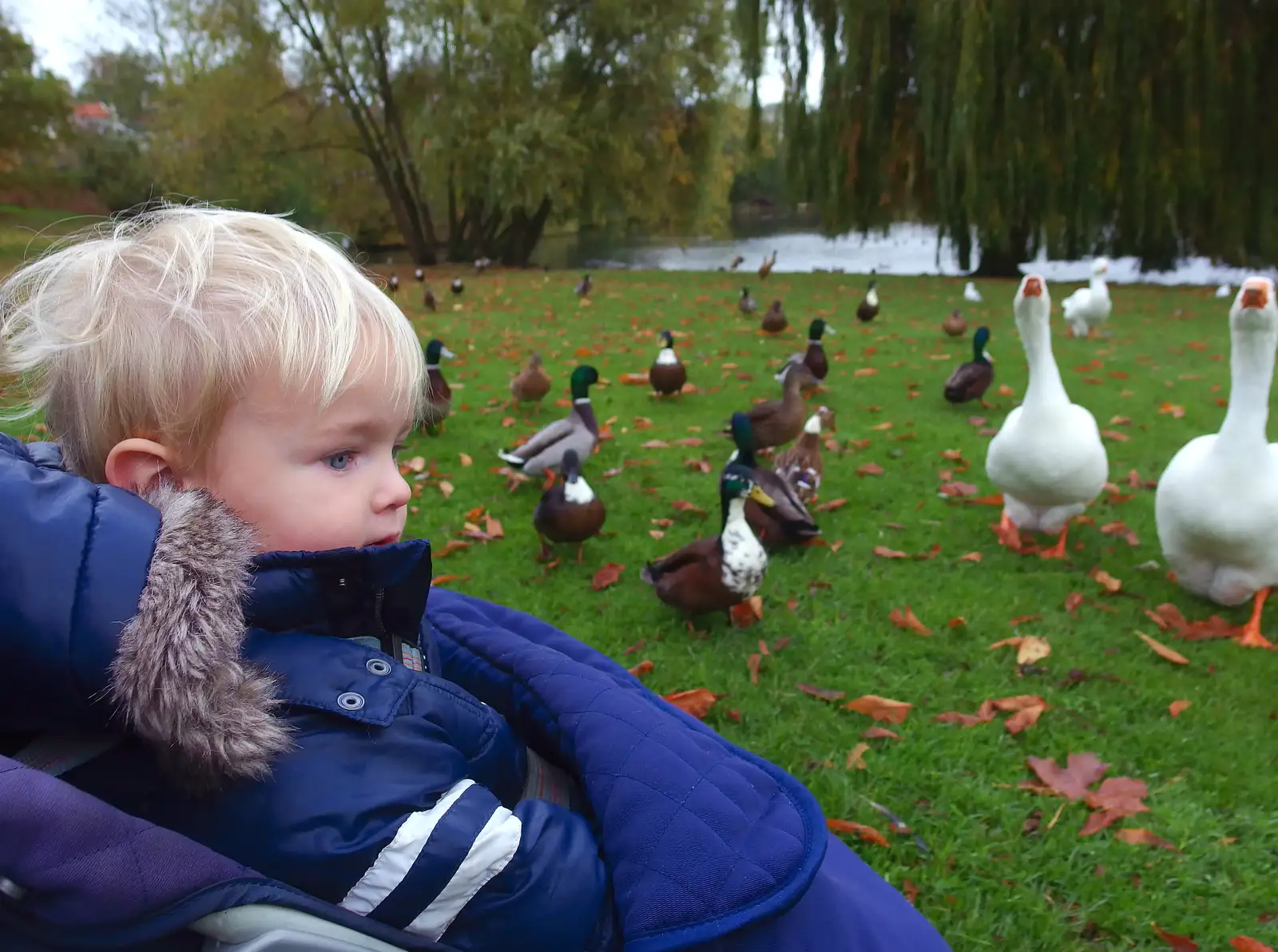 Harry looks at ducks and geese, from A November Miscellany and Building Progress, Thornham and Brome, Suffolk - 17th November 2013