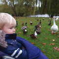Harry looks at ducks and geese, A November Miscellany and Building Progress, Thornham and Brome, Suffolk - 17th November 2013