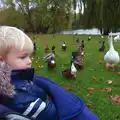 Harry looks at ducks and geese, A November Miscellany and Building Progress, Thornham and Brome, Suffolk - 17th November 2013