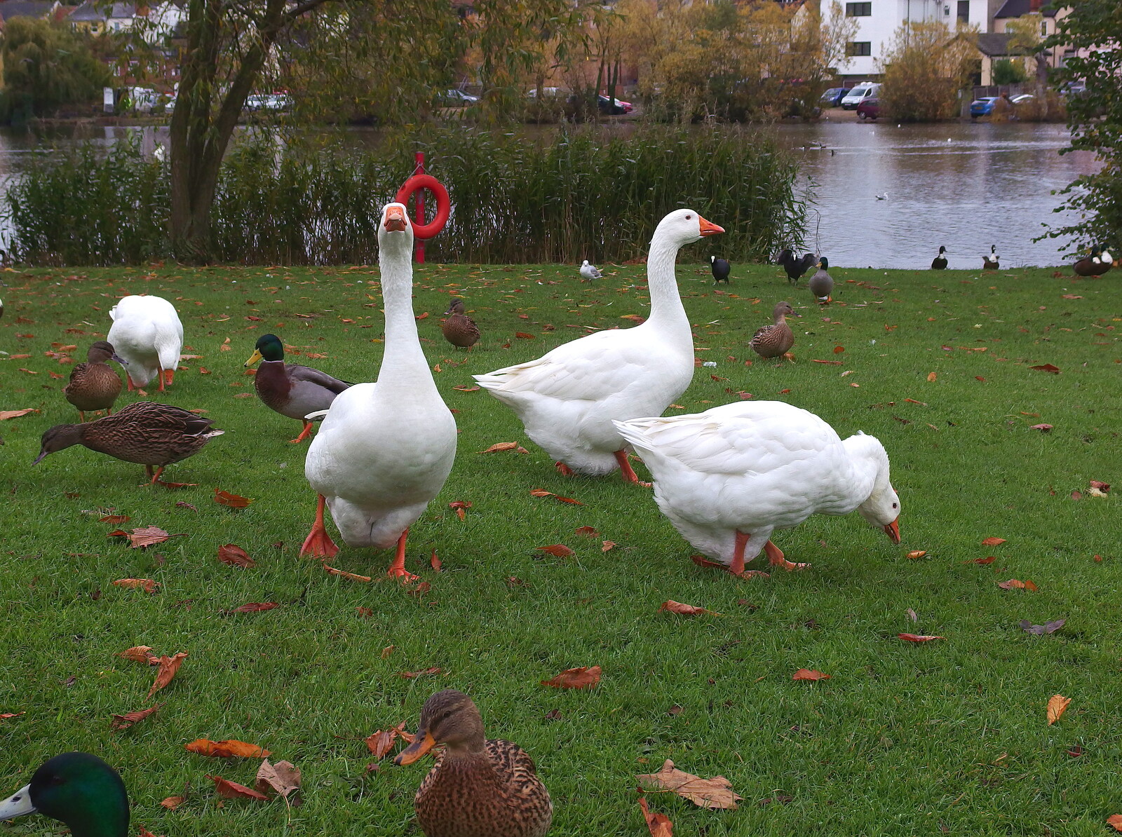 A November Miscellany and Building Progress, Thornham and Brome, Suffolk - 17th November 2013: Geese with attitude