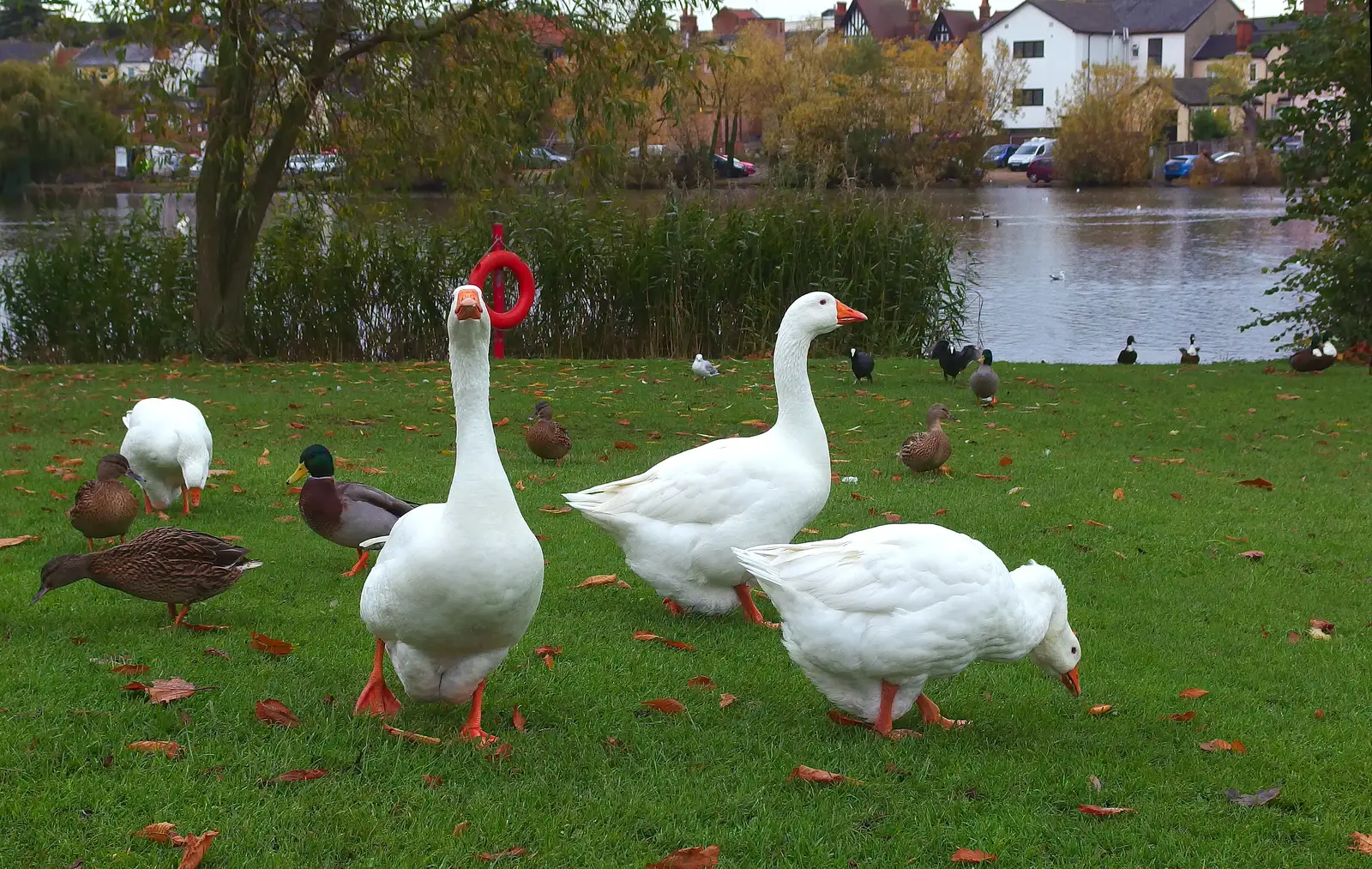 Geese with attitude, from A November Miscellany and Building Progress, Thornham and Brome, Suffolk - 17th November 2013