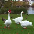 Geese with attitude, A November Miscellany and Building Progress, Thornham and Brome, Suffolk - 17th November 2013