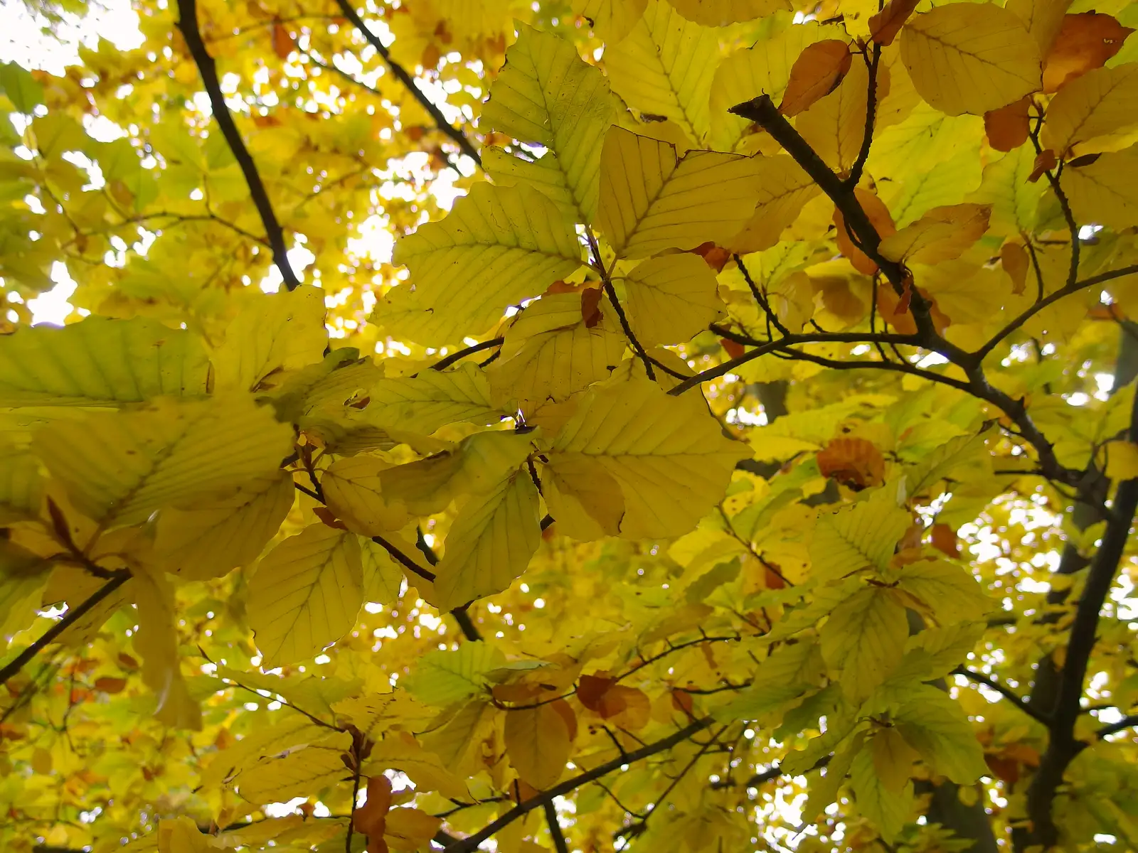 Yellow autumn leaves at Thornham, from A November Miscellany and Building Progress, Thornham and Brome, Suffolk - 17th November 2013