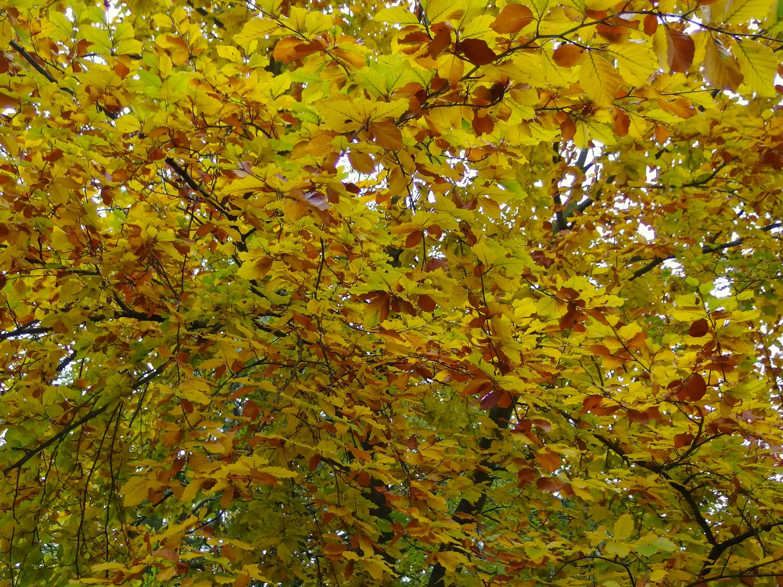 More autumn leaves, from A November Miscellany and Building Progress, Thornham and Brome, Suffolk - 17th November 2013