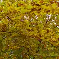 More autumn leaves, A November Miscellany and Building Progress, Thornham and Brome, Suffolk - 17th November 2013