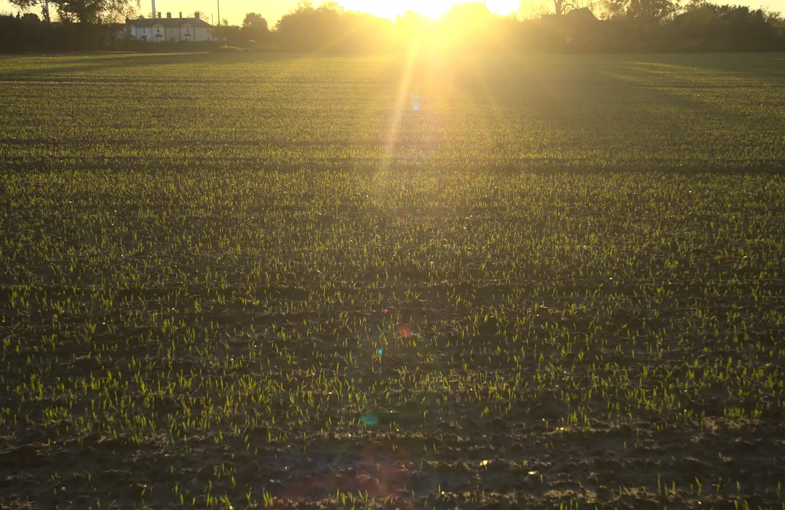 In the side field, winter wheat pops up, from A November Miscellany and Building Progress, Thornham and Brome, Suffolk - 17th November 2013