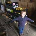 Fred stands in front of our apple harvest, A November Miscellany and Building Progress, Thornham and Brome, Suffolk - 17th November 2013