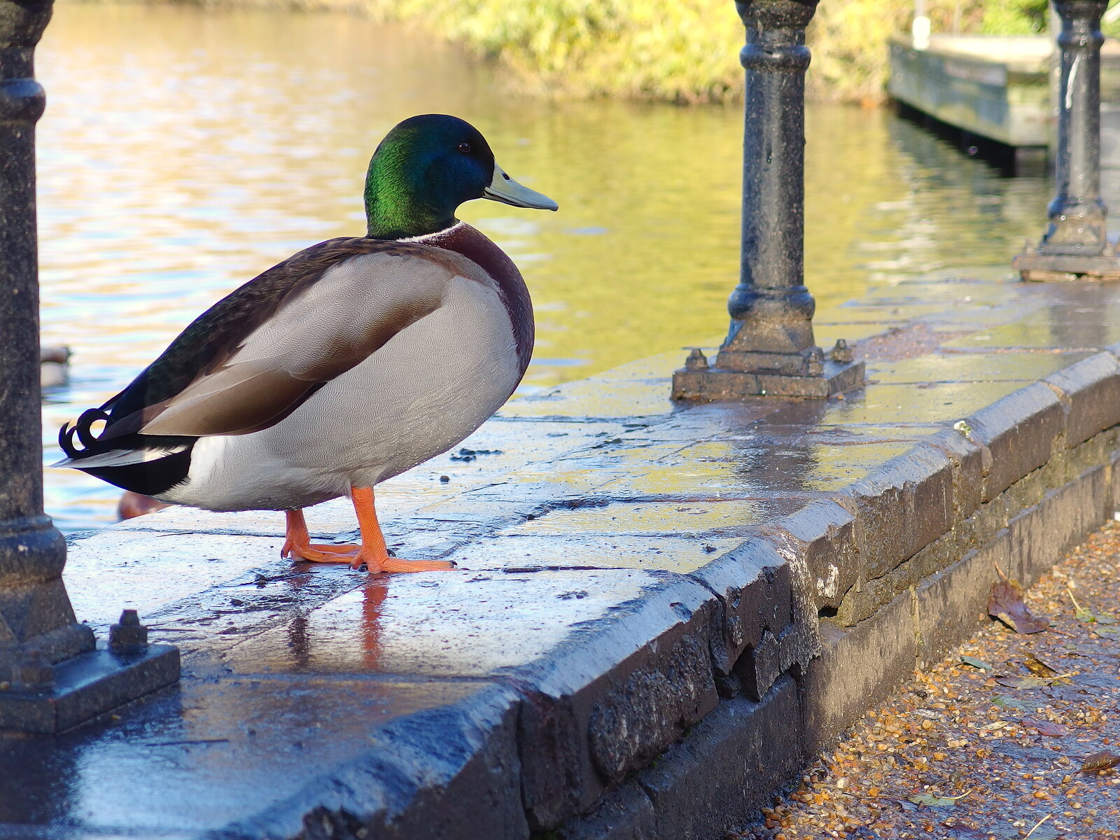 More Building and Palgrave Playground, Suffolk - 24th November 2013: A mallard on the wall by the Mere